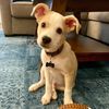 cooper_b_pupp