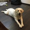 leila_lab