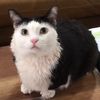 fatcatlover911