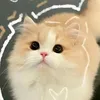 hoahongbietnhay7