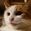 catscratchyy