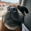 einakek