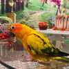 tui_the_sun_conure