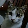 coffee_bean_69