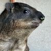 hyraxoverlord