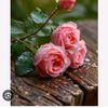 yaren16_6