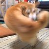 Shimmy