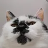 clepclepclep