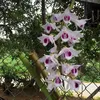 hongngcsng53