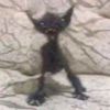 nekro_jou