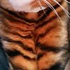 ooty.toyger