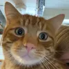 kittybowyer8