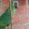 diojes1