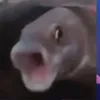 bypablox