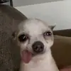 dogwithtongueout