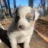 cariboutheaussie