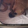 sleeby_buppy