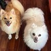 bubbaandsimba
