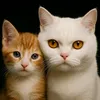 baobei6gmail.c2