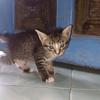 ilove.kucing