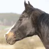 my_horse.world_