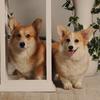 mary_corgis