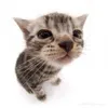 ollie_whh