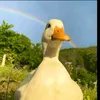 orianatodisco
