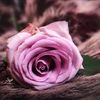 alnory259