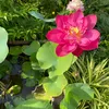 lienhuynh900