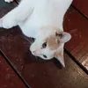 phoomhata