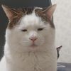 fatcatzzzzz