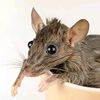 rat.in.a.teacup