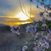 nadr_nadr.0