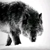 ibragim_606
