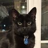 aclueless_rat