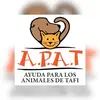 apat_amoranimal