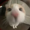 reiquq