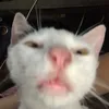 zackyplays2