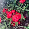 minhquan020790
