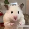 kami_bia