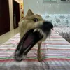 iams3rg1o