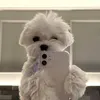 poms._2