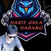 Haris gula habang