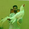 shanshah958