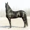 My friesian Morko