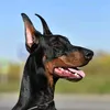 dobertoi46