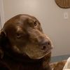 huntdogg1