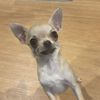 pipsqueak_the_chihuahua