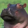 phuongtigerr
